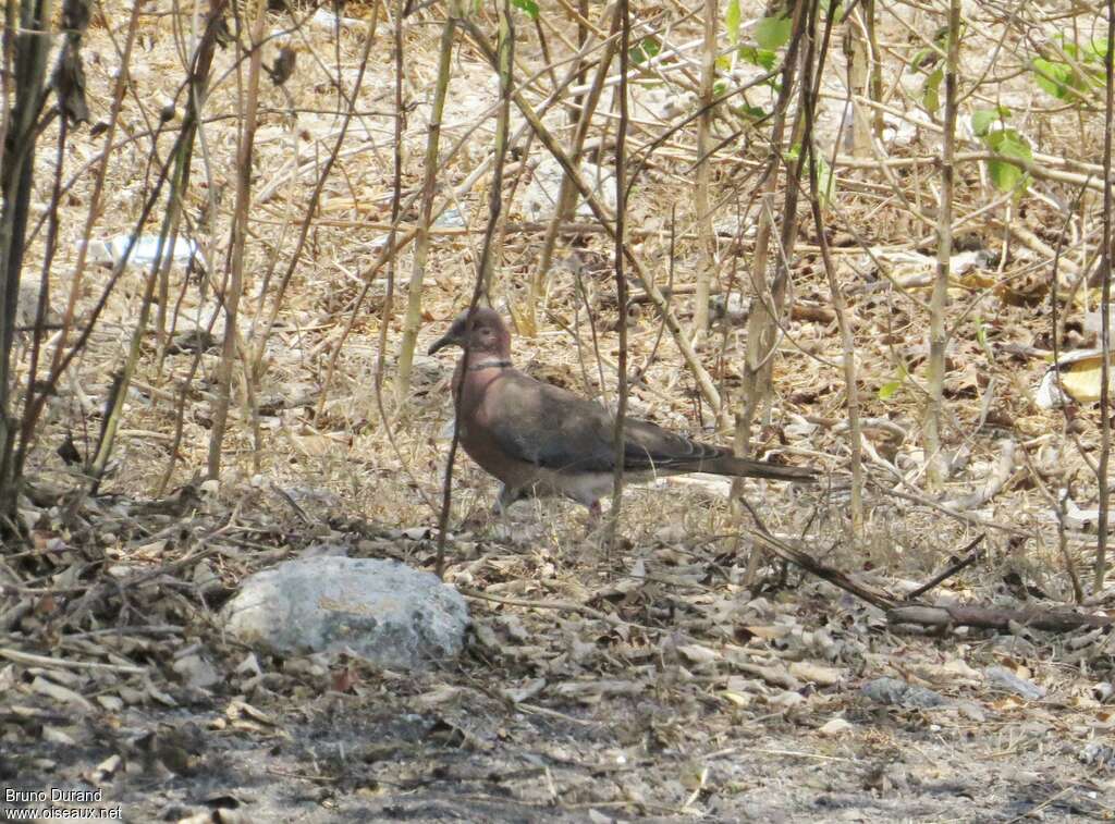 Sunda Collared Doveadult, identification