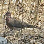 Island Collared Dove