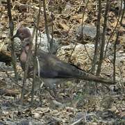 Sunda Collared Dove