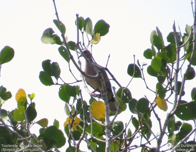 Island Collared Dove, identification