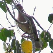 Sunda Collared Dove