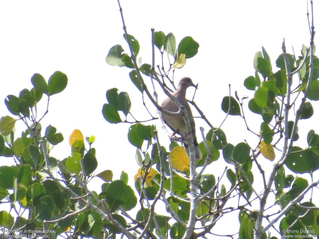 Island Collared Doveadult, identification