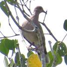 Sunda Collared Dove