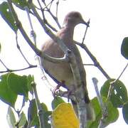 Sunda Collared Dove