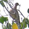 Sunda Collared Dove