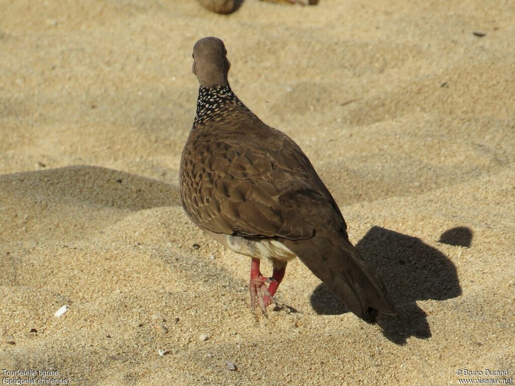 Spotted Doveadult, identification, Behaviour