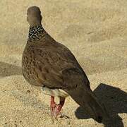 Spotted Dove