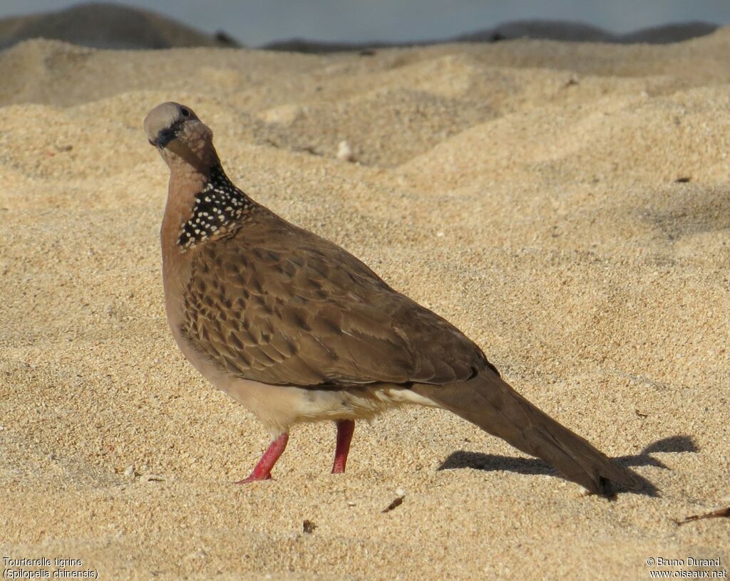 Spotted Doveadult, identification, Behaviour