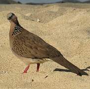 Spotted Dove