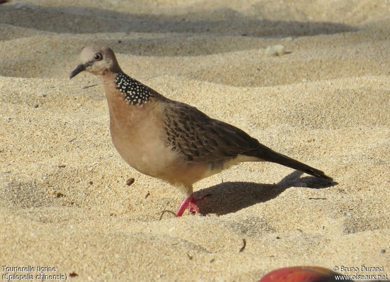 Spotted Dove, identification, Behaviour