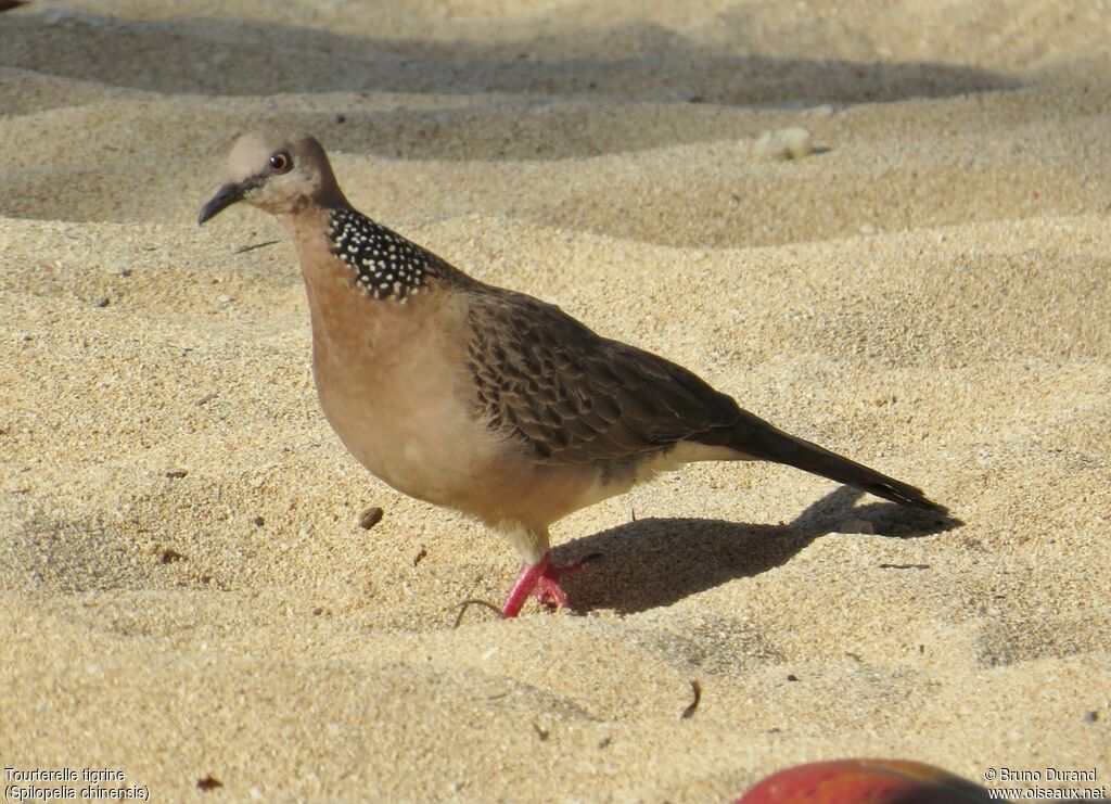 Spotted Dove, identification, Behaviour