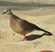 Spotted Dove