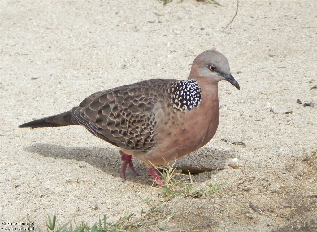 Spotted Doveadult