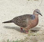 Spotted Dove