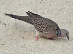 Spotted Dove