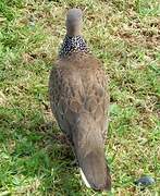 Spotted Dove