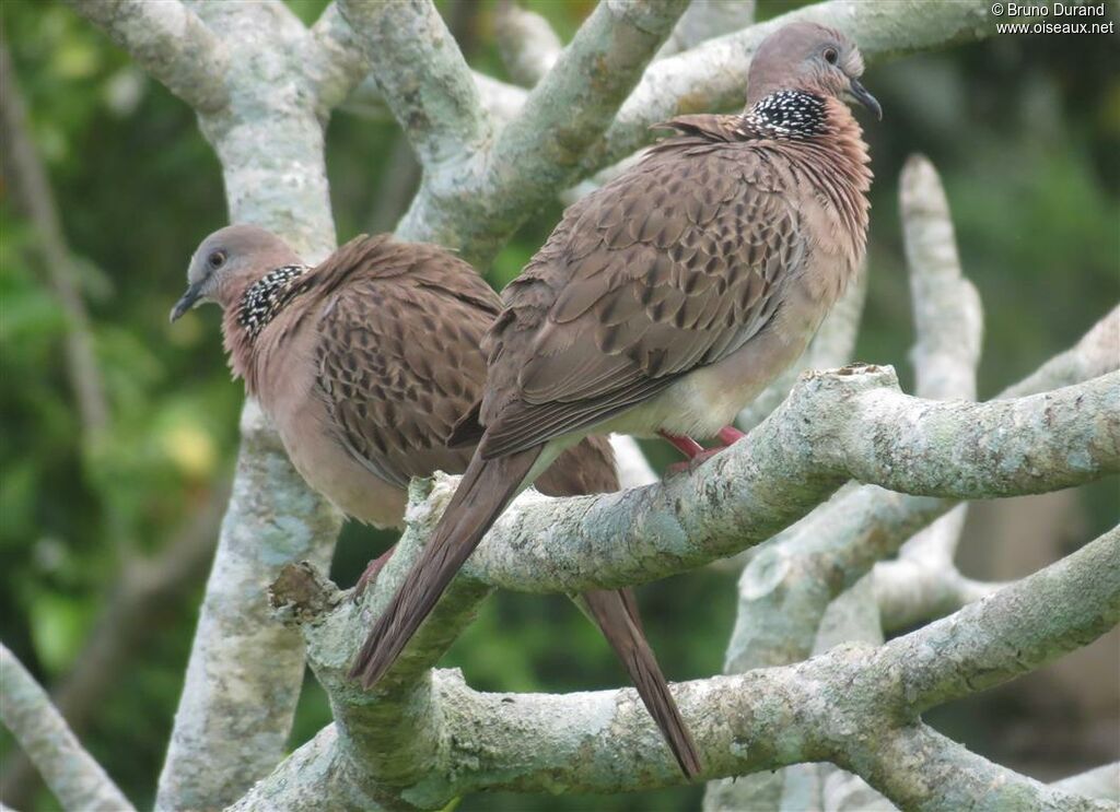 Spotted Dove