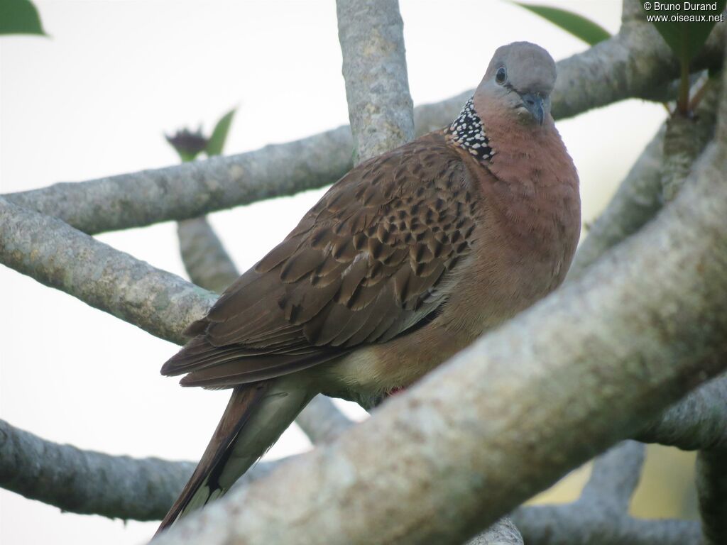 Spotted Doveadult, identification