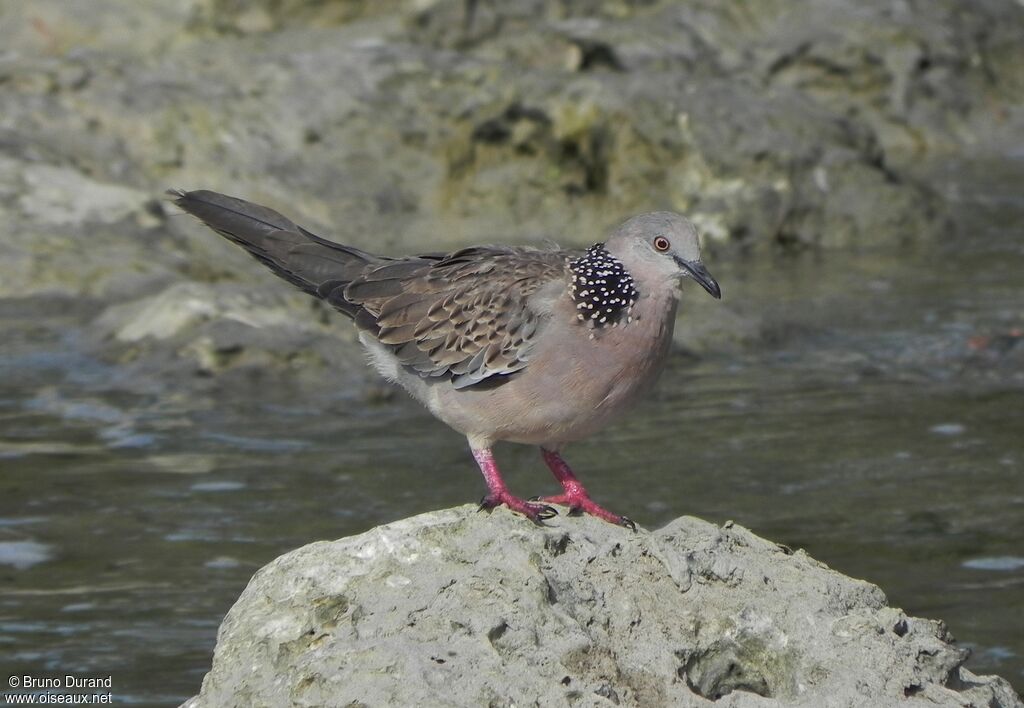 Tourterelle tigrine mâle adulte, identification, Comportement