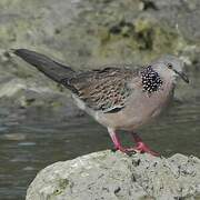 Spotted Dove