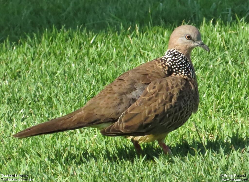 Spotted Doveadult, identification