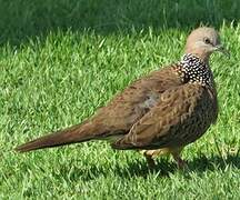 Spotted Dove