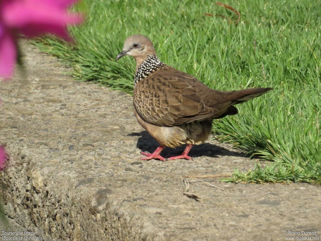 Spotted Doveadult, identification