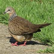 Spotted Dove