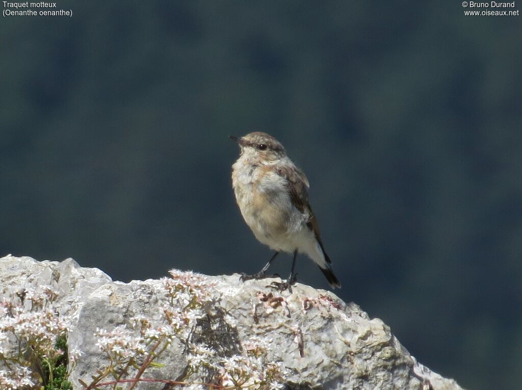 Traquet motteux1ère année, identification