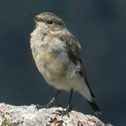 Northern Wheatear