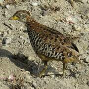 Barred Buttonquail