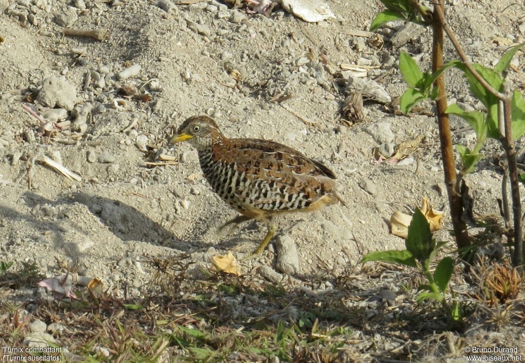 Barred Buttonquailadult, identification