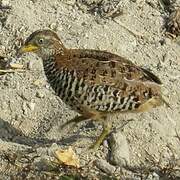 Barred Buttonquail