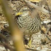 Barred Buttonquail