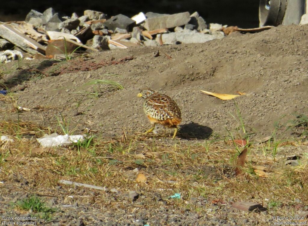 Barred Buttonquailadult, identification