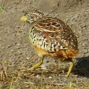 Barred Buttonquail