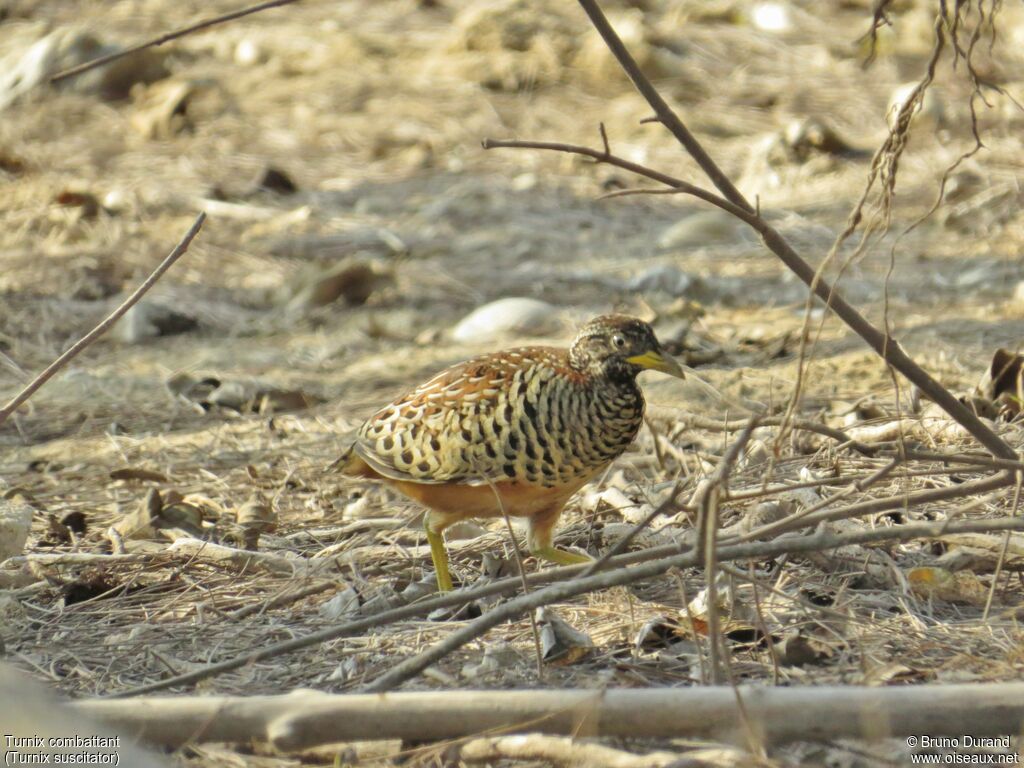 Barred Buttonquailadult, identification