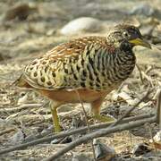 Barred Buttonquail