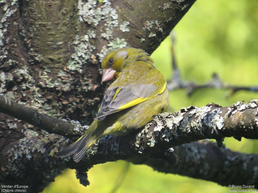 Verdier d'Europe mâle, identification