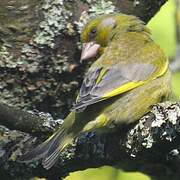 European Greenfinch