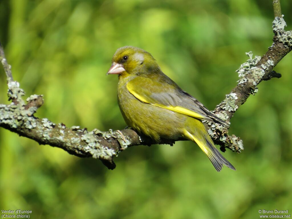 European Greenfinch male, identification