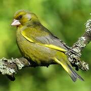 European Greenfinch