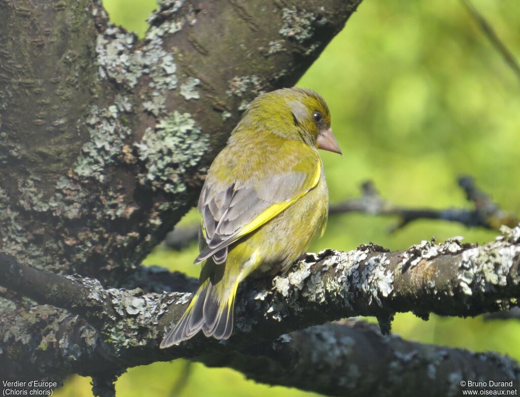 European Greenfinch male, identification