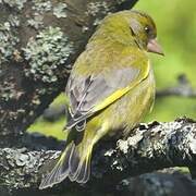 European Greenfinch