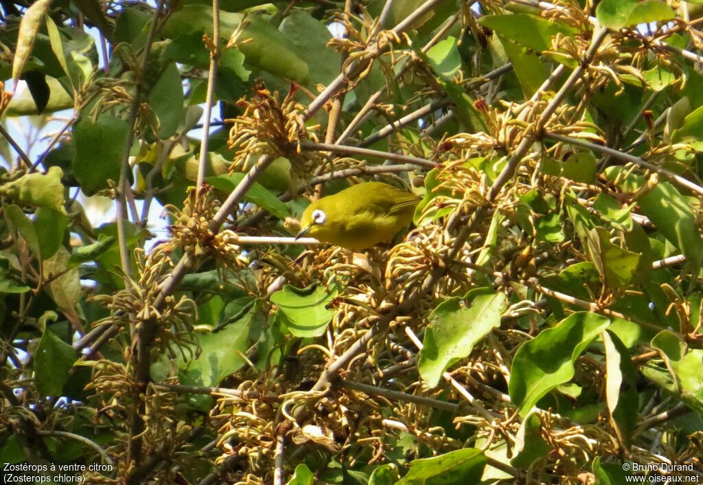 Zostérops à ventre citronadulte, identification