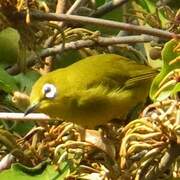 Lemon-bellied White-eye