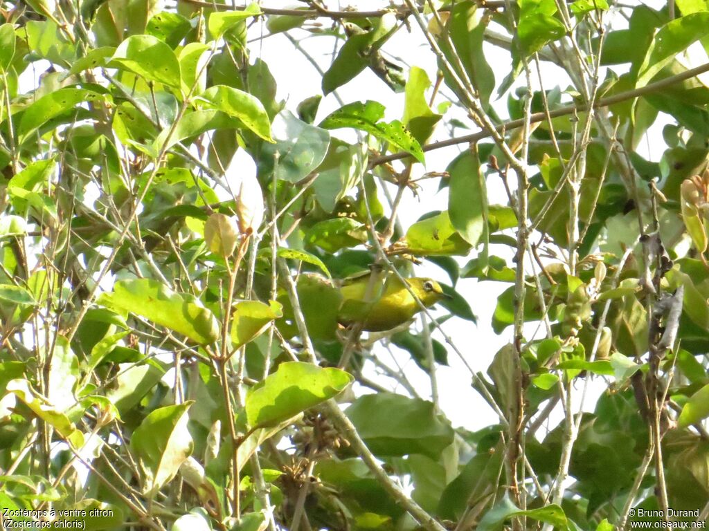 Lemon-bellied White-eyeadult, identification