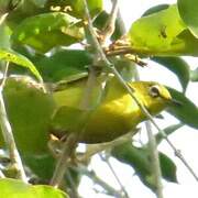 Lemon-bellied White-eye