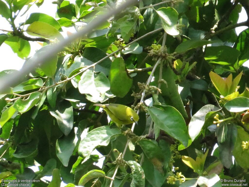 Lemon-bellied White-eyeadult, identification