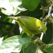 Lemon-bellied White-eye